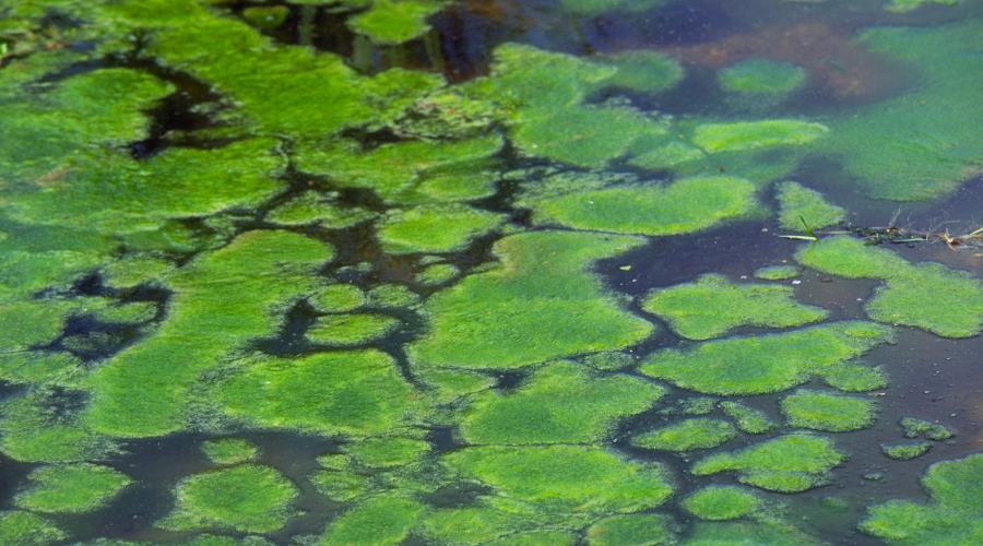 Algae in Freshwater